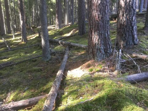 nora- skog hitta sex träffa singlar kumla